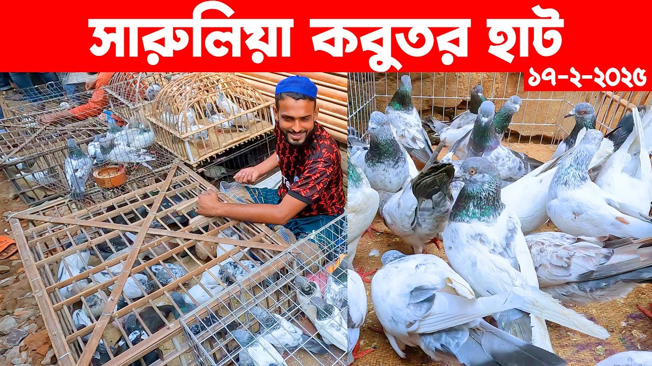 সারুলিয়া কবুতর হাট || kobutor hat 2025 || pigeon market in bangladesh || Saroliya kobutor hat