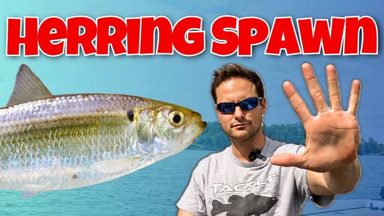 Top 5 Herring Spawn Lures Smart Anglers ALWAYS Tie On