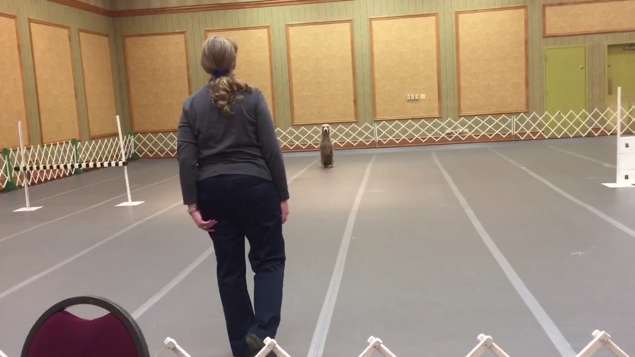 Doberman Utility Wildcard 4 Exercises