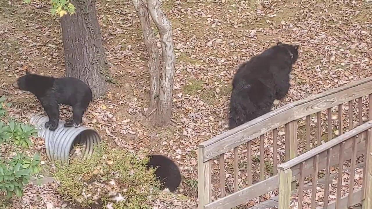 Bath Time for Dolores and the Cubs