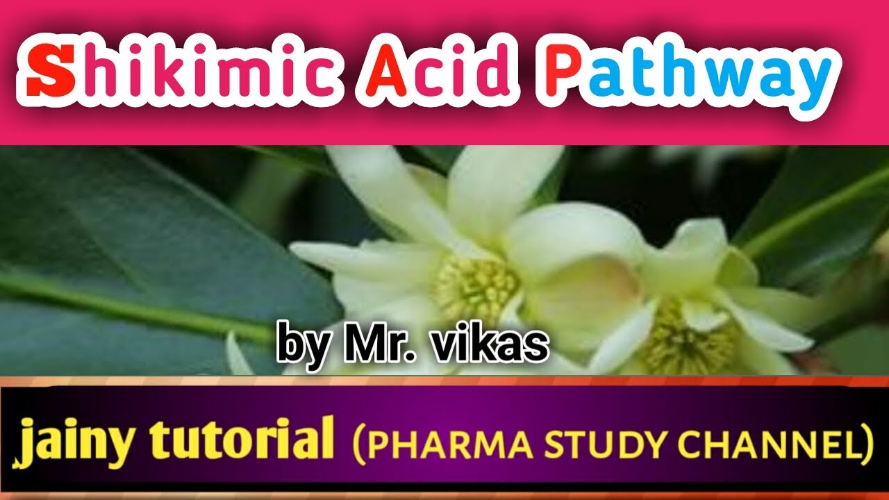 Shikimic Acid Pathway in pharmacognosy | pharmacognosy video lecture