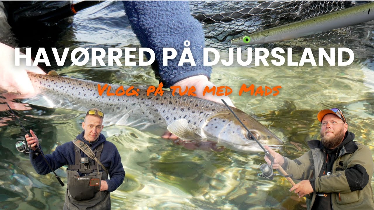 Havørredfiskeri på Djursland: Vlog ft. Mads 