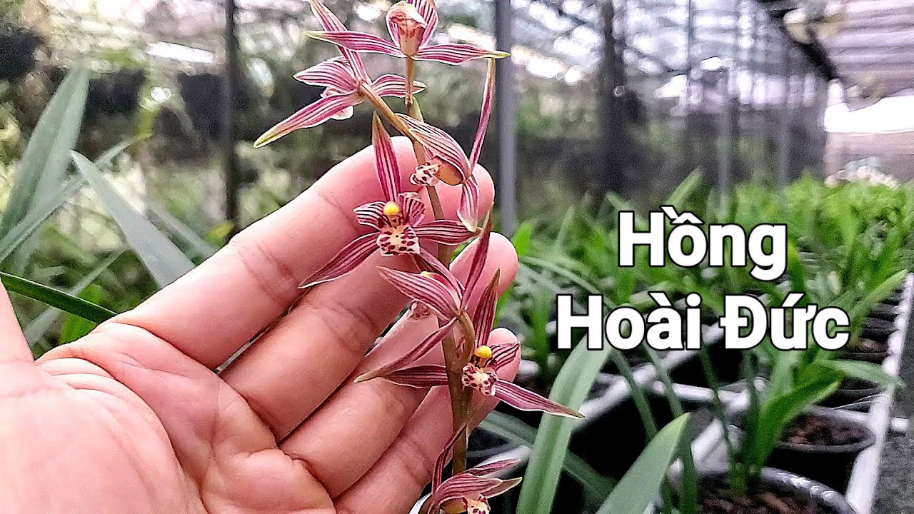 ✅LAN.188 - Hồng Hoài Đức - Địa lan Mặc Xuân xổ tại Vườn lan Trưởng Lâm 2025/Nhật ký Trồng Lan