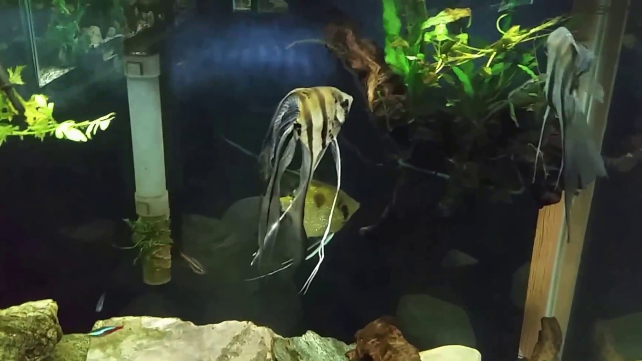 Bloated Angelfish is Getting Treated With Epsom Salts (Magnesium Sulfate)