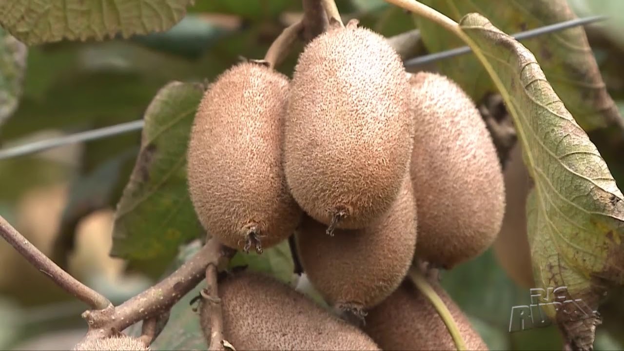 Produção de kiwi é destaque na região dos Campos Gerais