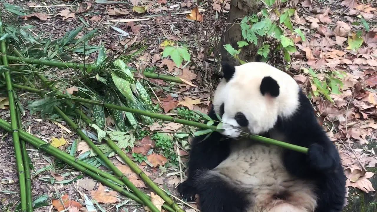 大熊猫吃竹子
