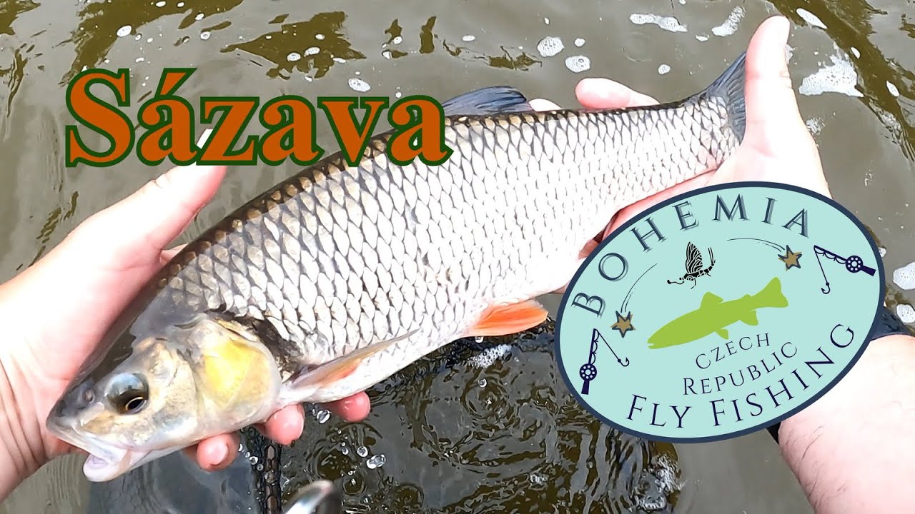 Sázavští Tloušti na Mušku/Francouzský  Návazec/