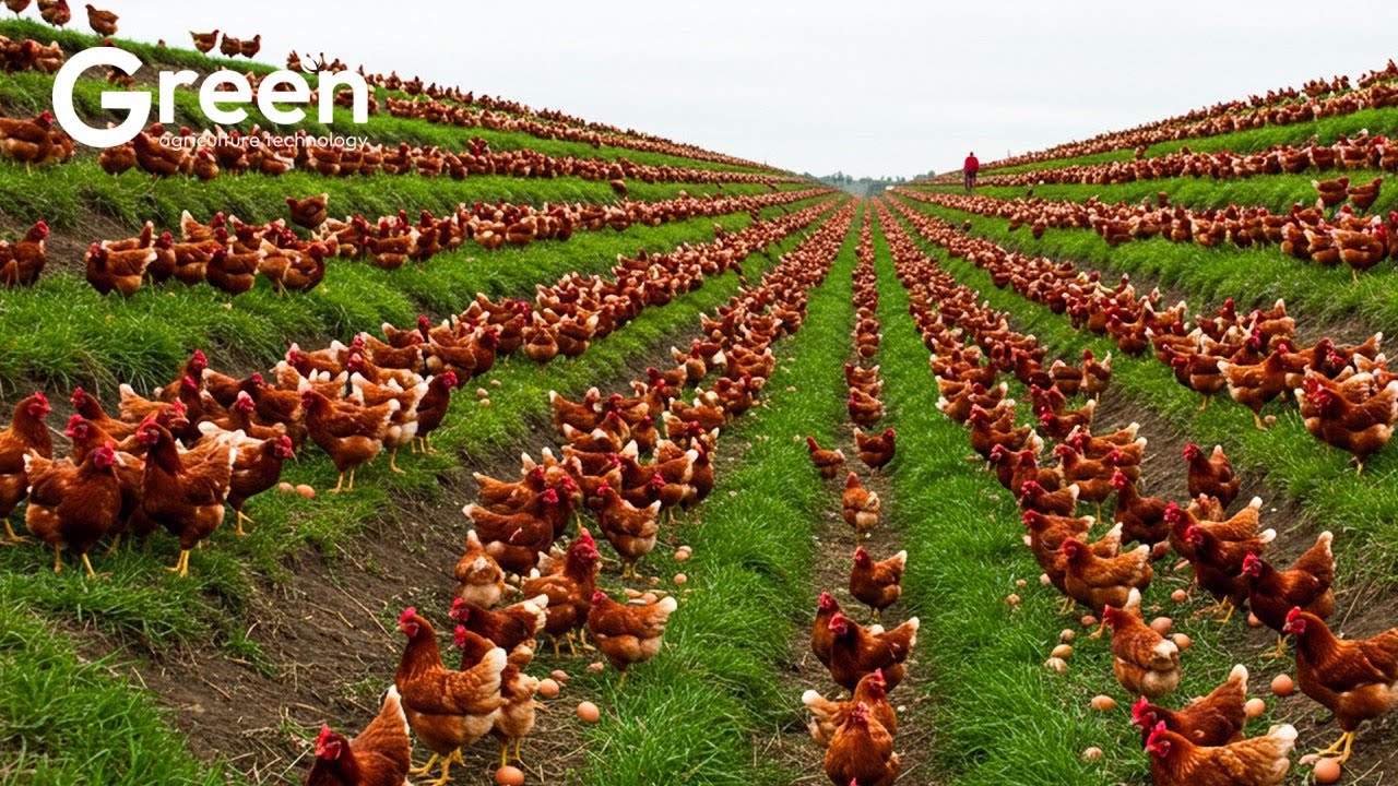 Millions Of Free Range Chickens Raised And Billions Of Eggs Harvested Chicken Farm