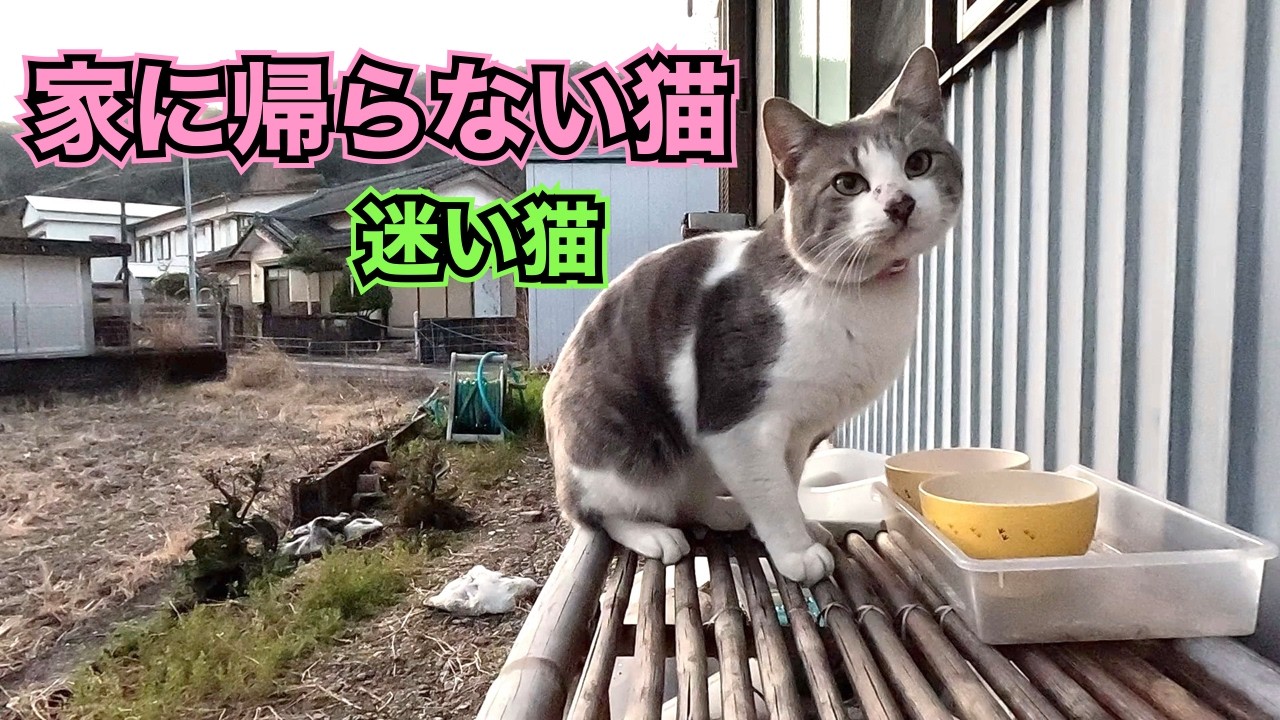 ‼️迷い猫　家に帰らない猫‼️　発情期で迷子になった猫　のんびり日記😊