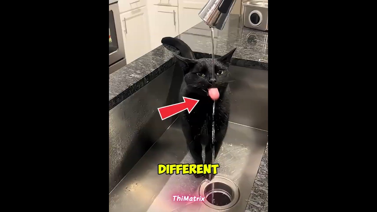 Why Cats Never Makes a Mess When Drinking Water 🐱 #shorts