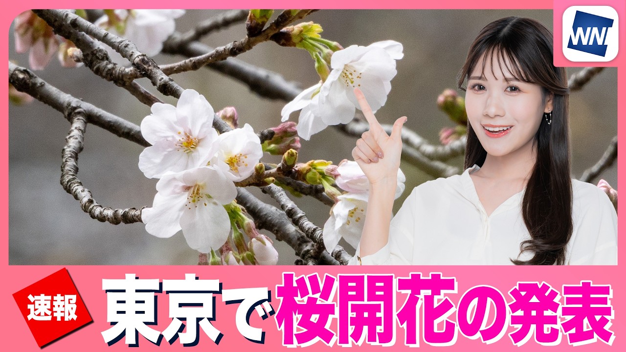 【東京 桜開花発表】平年より5日／昨年より5日早い春の訪れに
