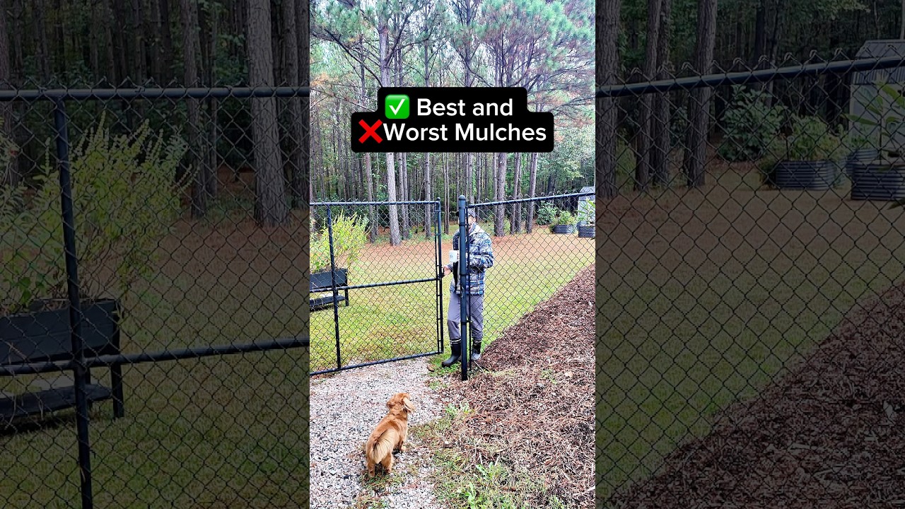 Лучшие и худшие варианты мульчи для фруктовых деревьев и садоводства 