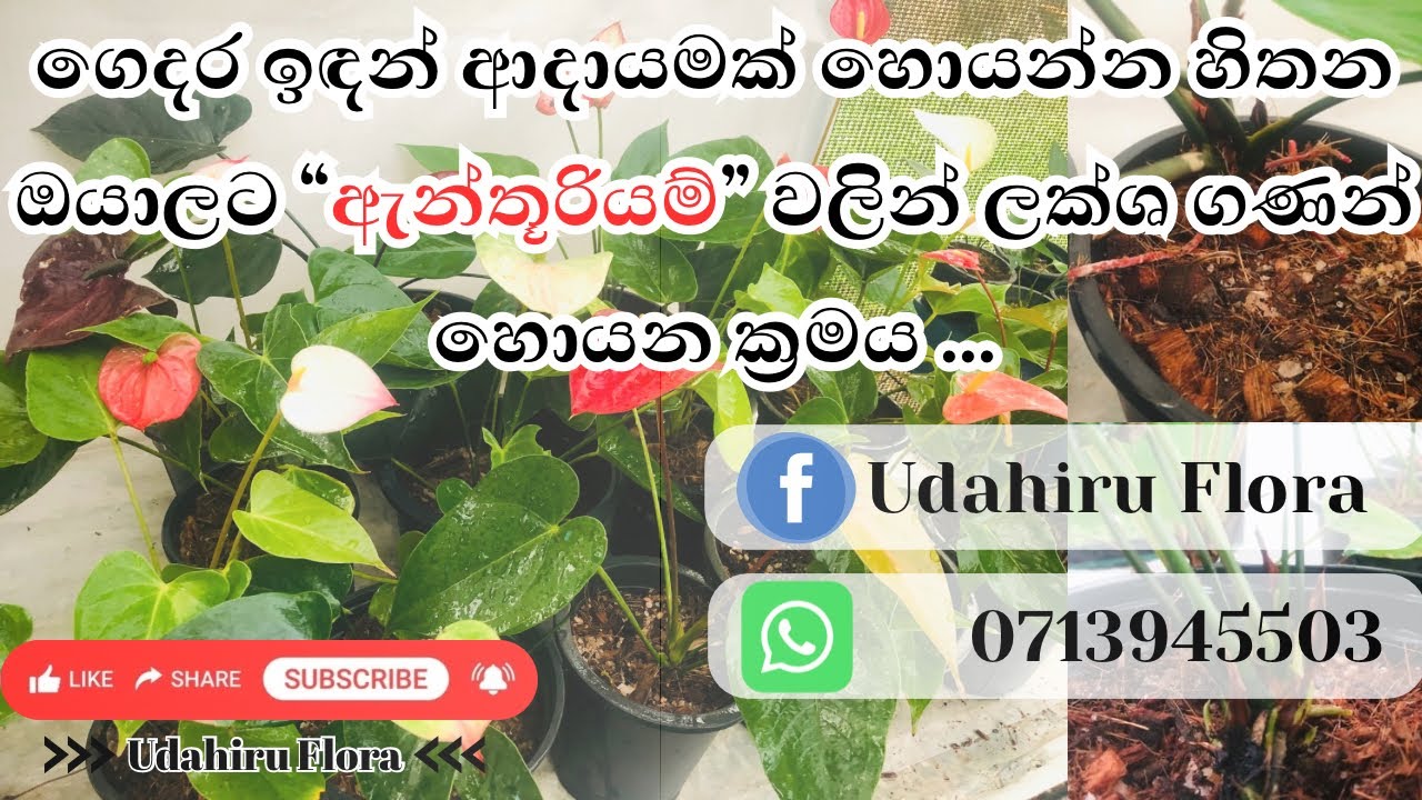 ව්‍යාපාරයක් ලෙස 