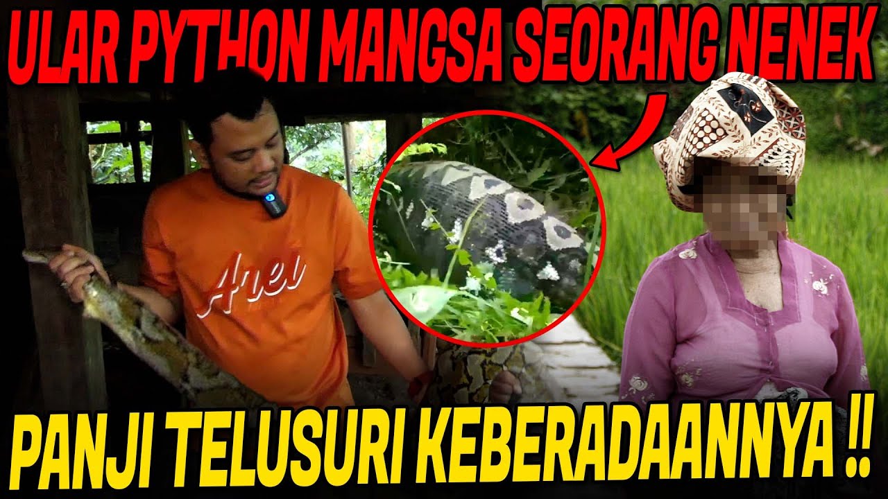 MENCARI JEJAK ULAR PYTHON BESAR PEMANGSA MANUSIA DI SULAWESI