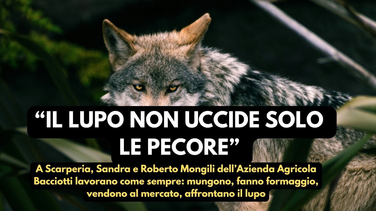 “Il lupo non uccide solo le pecore” – Viaggio tra gli allevatori del Mugello | Toscana