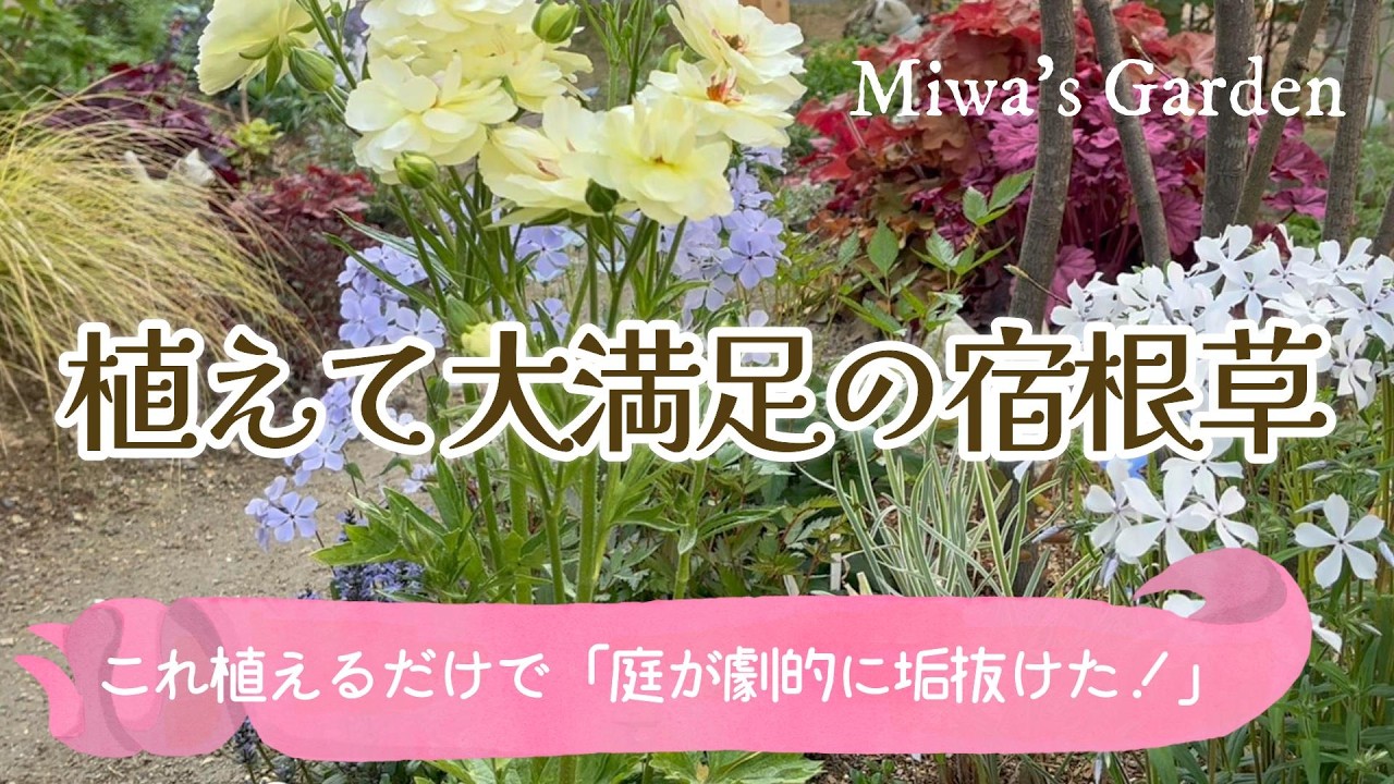 ガーデニング【おすすめ宿根草＊植えて大満足９選🌺】秋に植えたい！丈夫で庭が劇的に垢抜ける美しい草花2025年版＊おしゃれな庭づくり