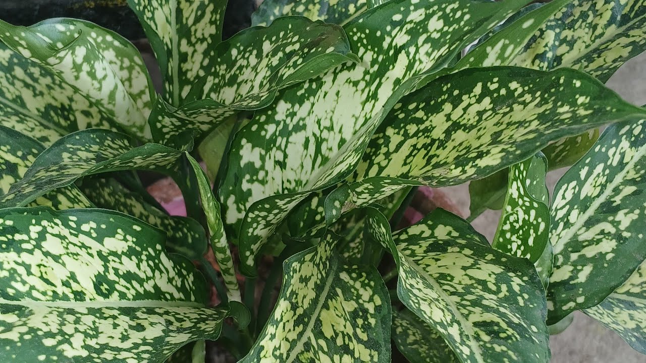 How to Propagate Snow White Aglonema Plant|How to Grow Snow White Aglonema Plant