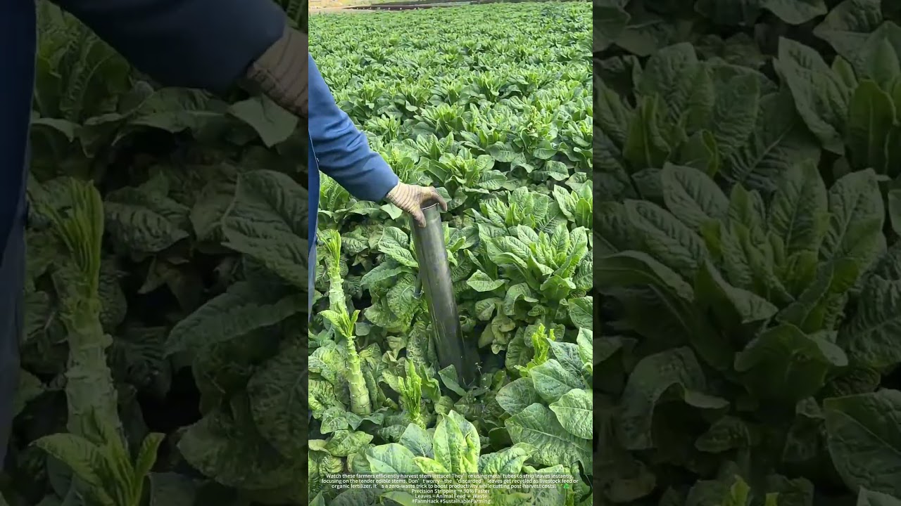 From Leaf to Feed : Smart Stripping Revolutionizes Stem Lettuce Harvesting