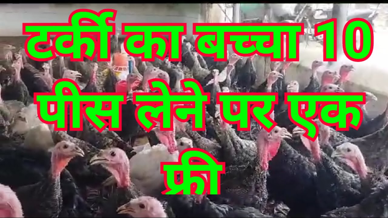 Turkey chicks for sale 10 piece par 1 piece Free टर्की का बच्चा लेने के लिए संपर्क करें 8103145060