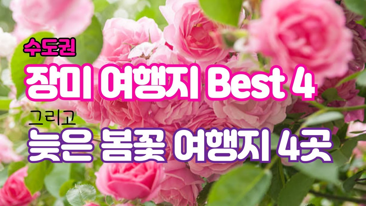수도권 장미꽃 여행지 Best4 그리고 늦은 봄꽃 여행지 4곳l #장미꽃여행지, #서울봄꽃명소,