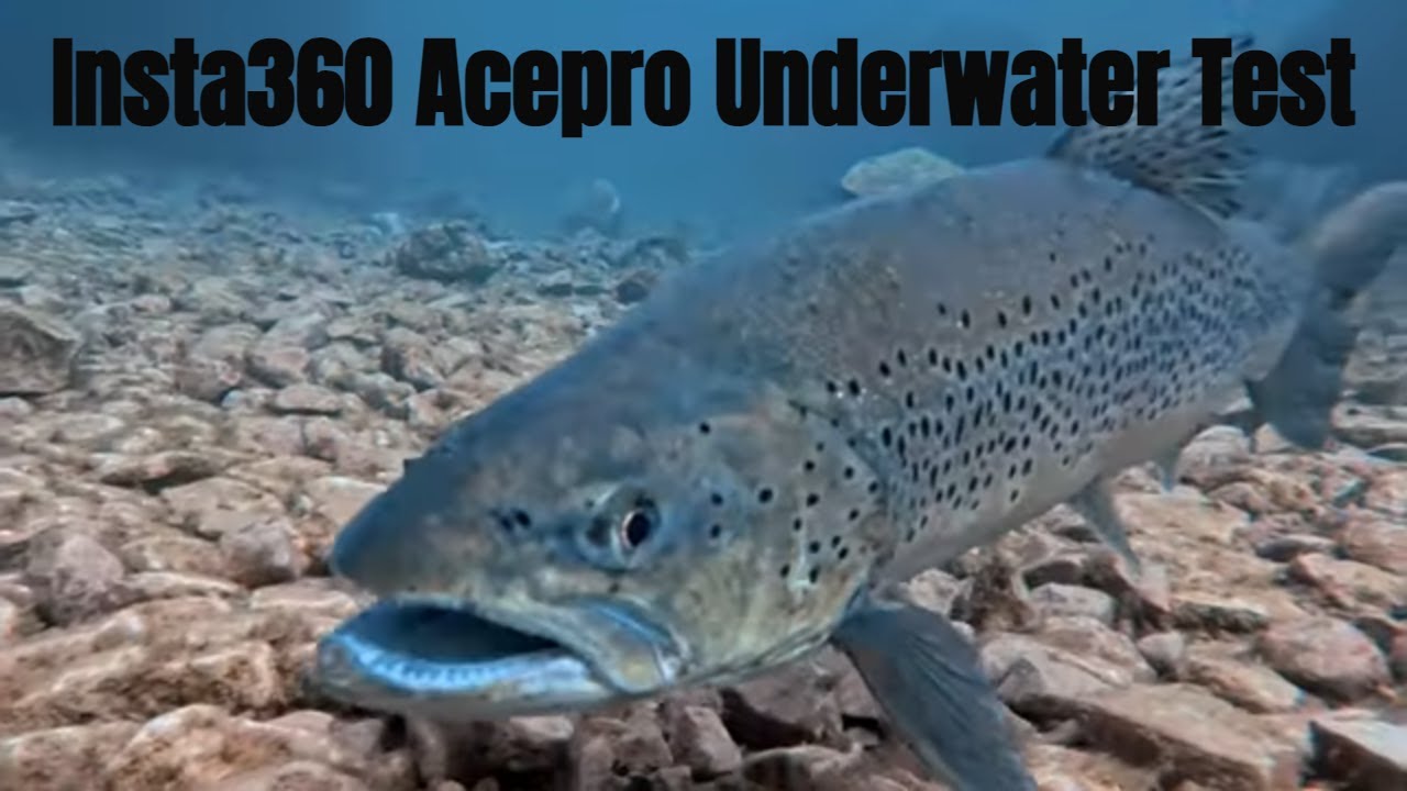 insta360 ace pro underwater footage Day out at Capernwray dive centre with the scuba group.