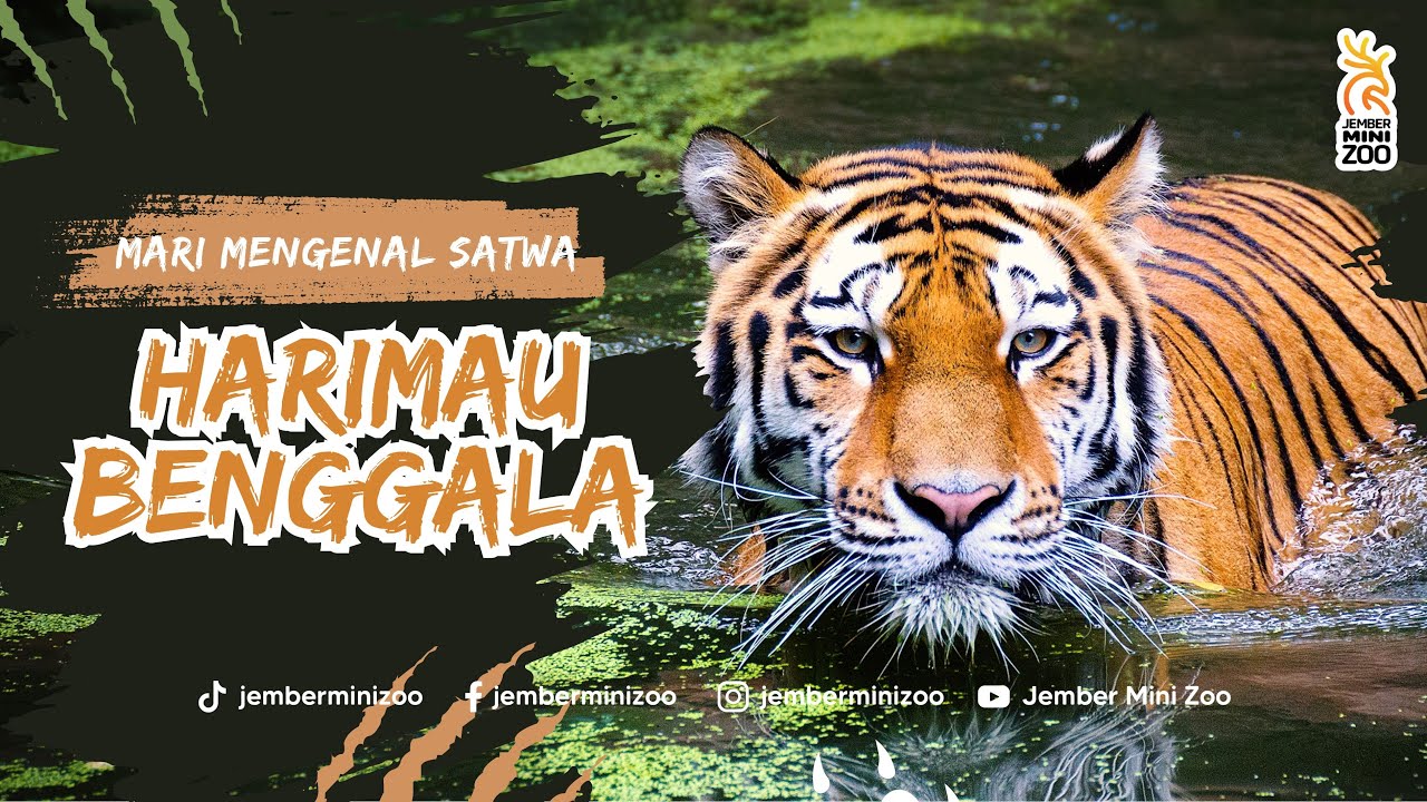 WOW!! JEMBER MINI ZOO PUNYA HARIMAU TERBESAR KE 2 DI DUNIA? YUK MENGENAL SATWA LEBIH DALAM