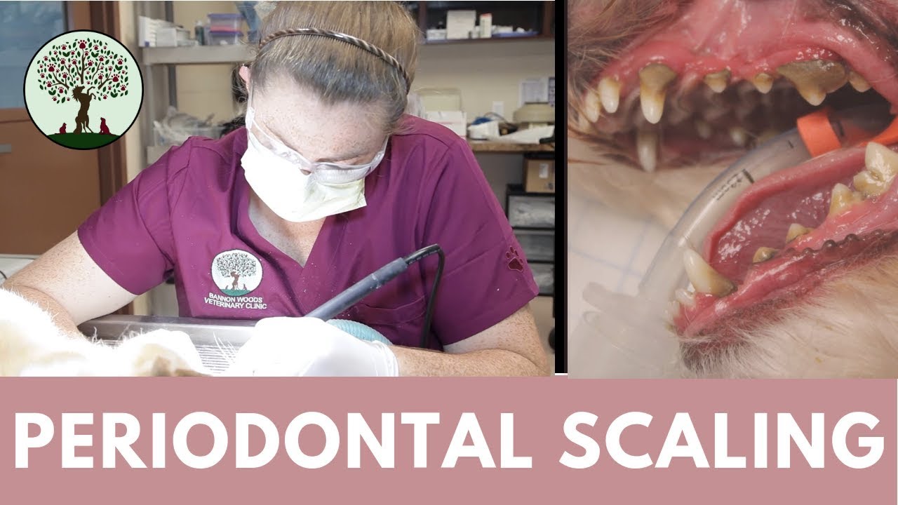 Periodontal Scaling in Cats & Dogs