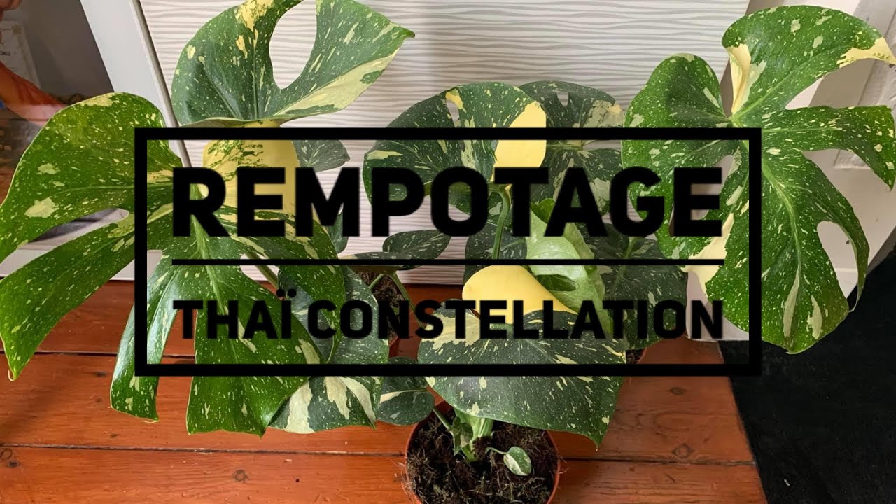 REMPOTAGE Thaï Constellation