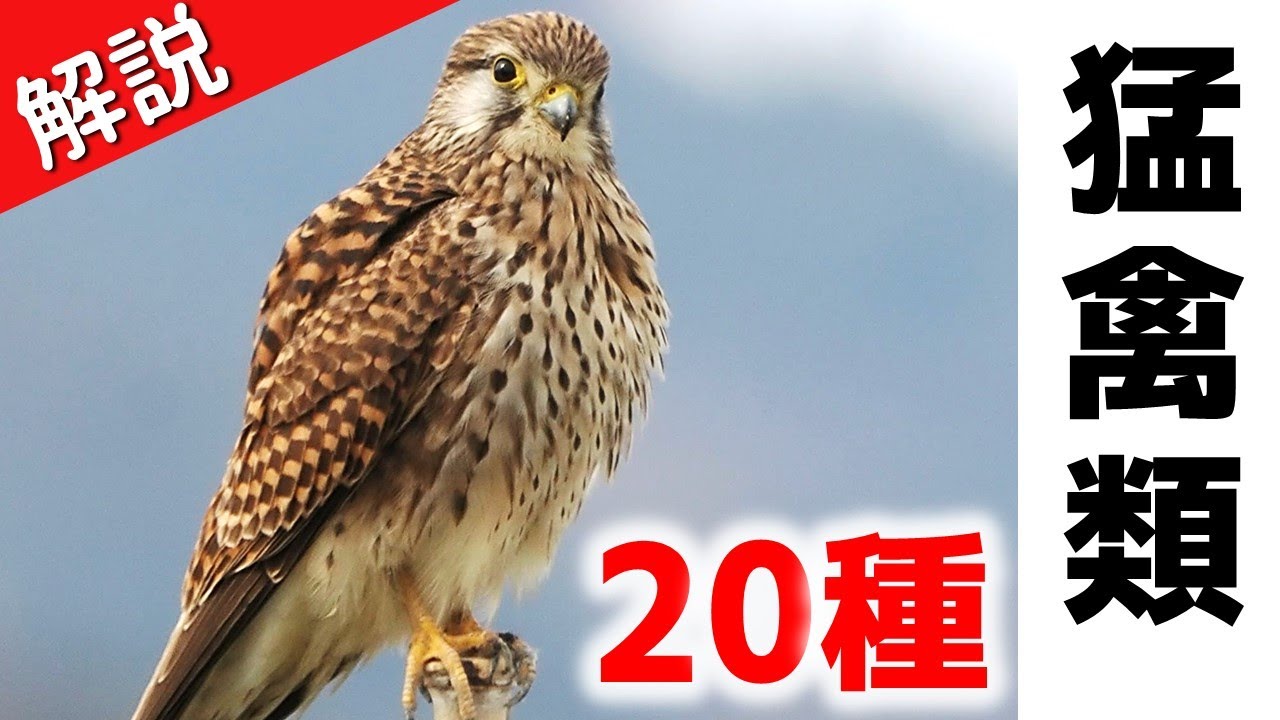 超入門！日本の猛禽類20種【解説】