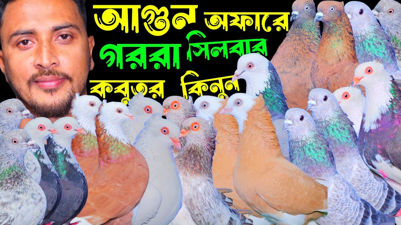 আগুন অফারে পাকিস্তানি টেডি,গররা,চিলা,কালদম,সিলবার কবুতর কিনুন | বাকবাকুম পায়রা | Pigeon |