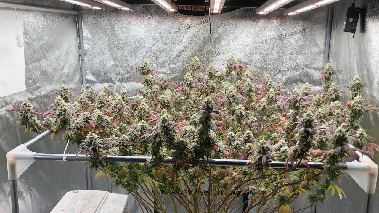How to grow a pound with one plant(Spider Farmer SE5000 4x4 Grow)