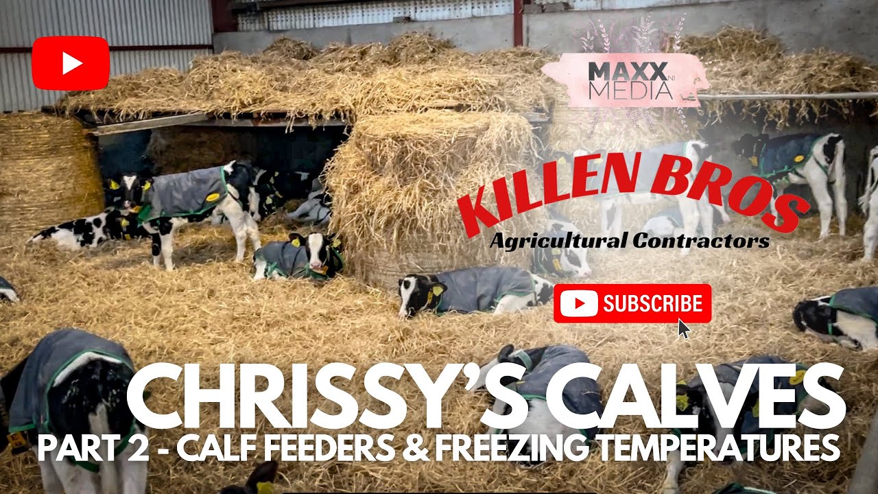 Killen Bros | Телята Крисси | Часть 2 — Кормушки для телят и отрицательные температуры