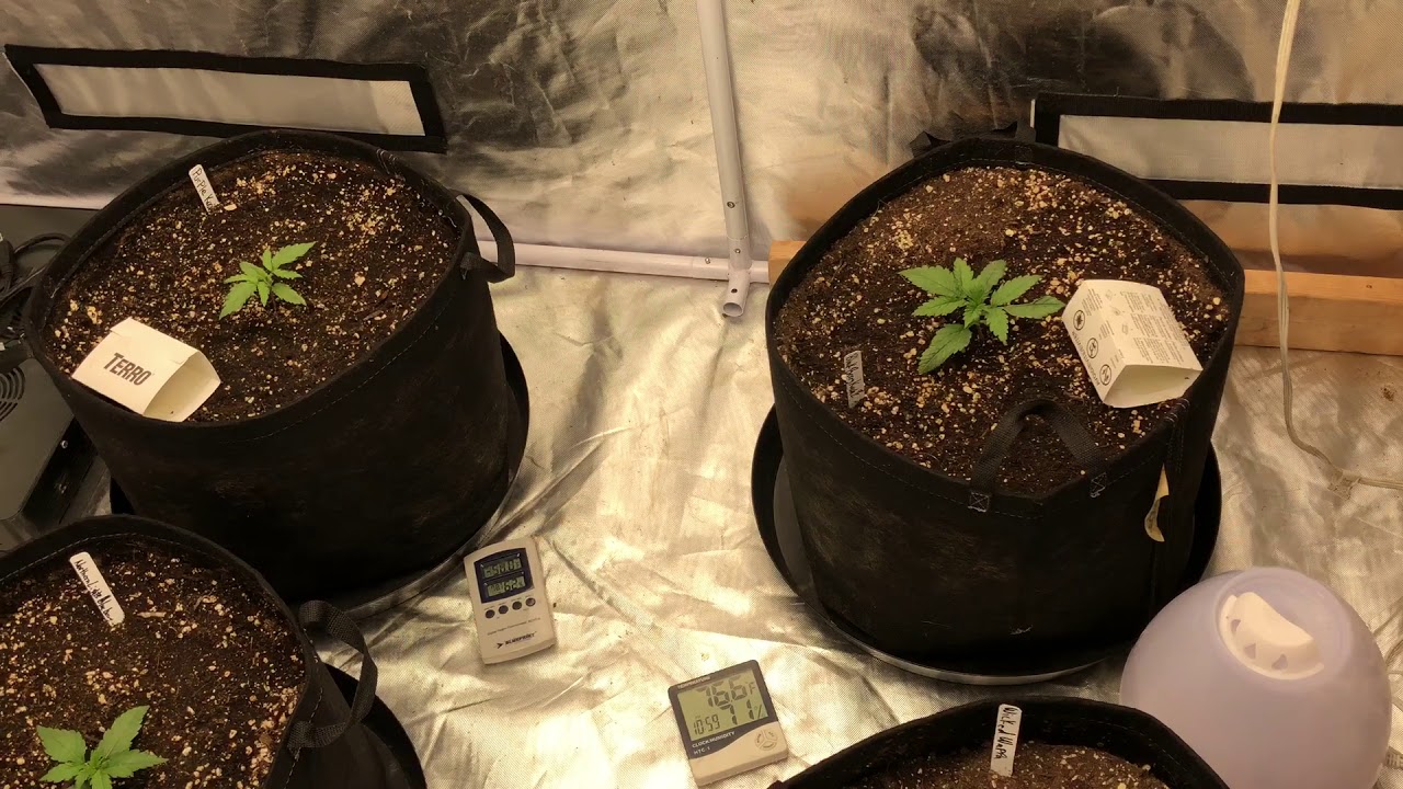 Day 11 Synergy automatic genetics Nextlight Mega