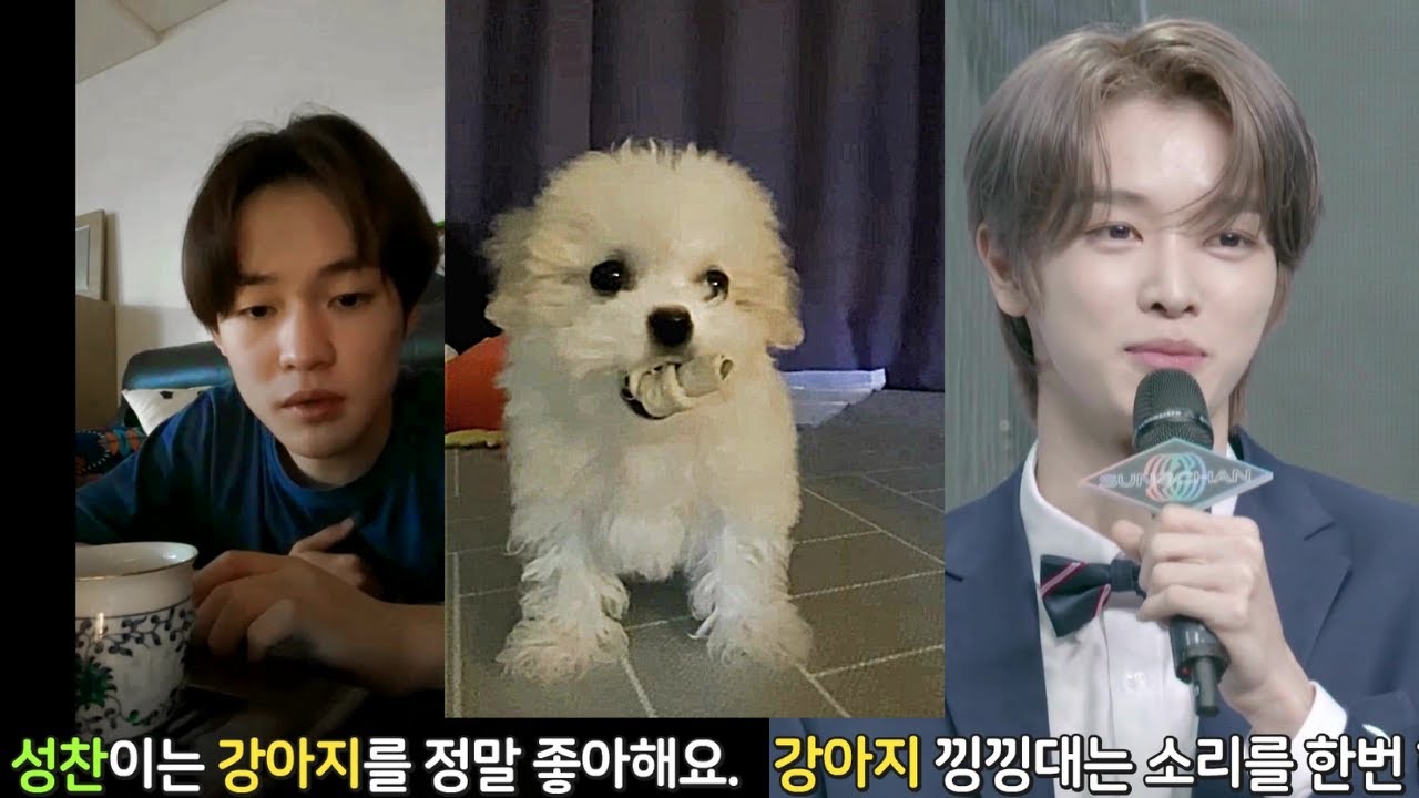 [NCT(엔시티)] 강아지를 좋아하는 성찬이🦌와 귀여워서 심장에 해로운 천러🐬네 대갈이🐶