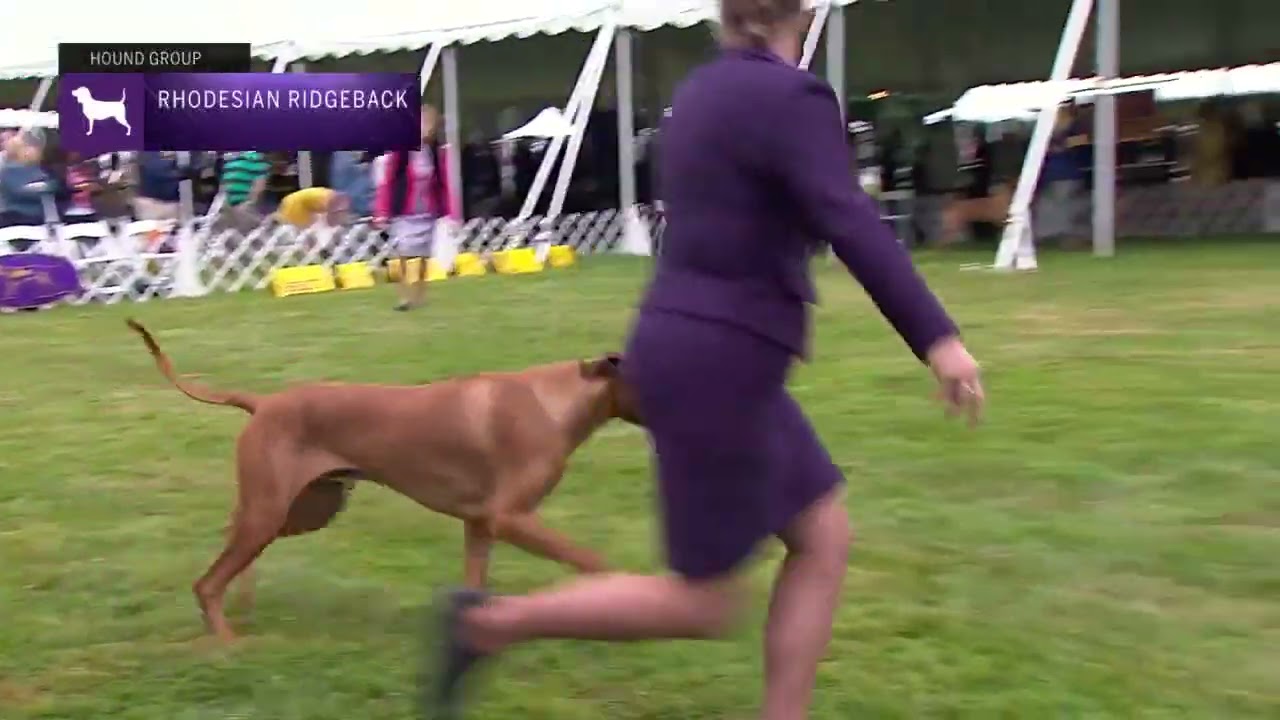 Rhodesian Ridgebacks | Breed Judging 2021