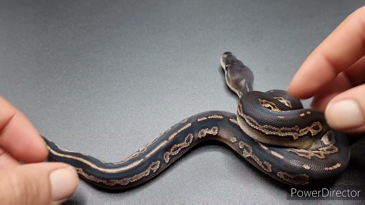 blackhead leopard ball python