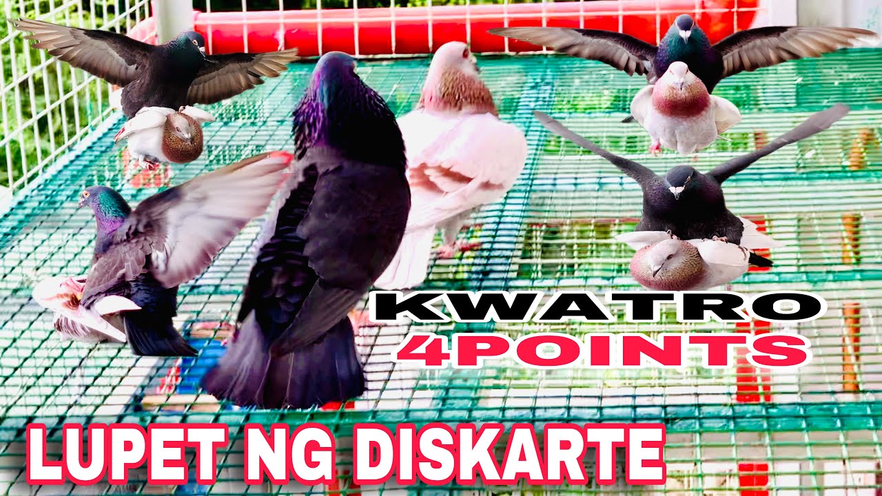 EP162 - KWATRO 4POINTS LUPET NG DISKARTE