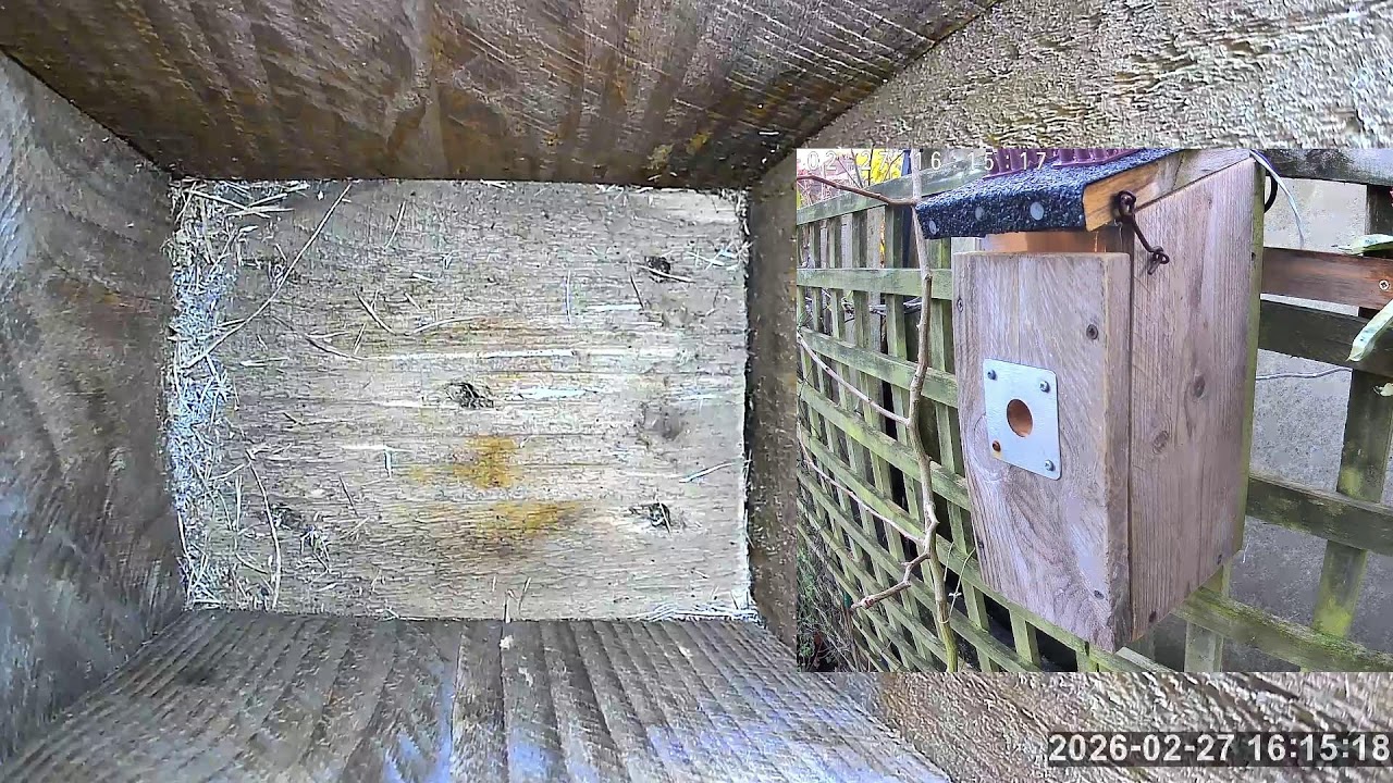 SoBo Nest Box Live Stream