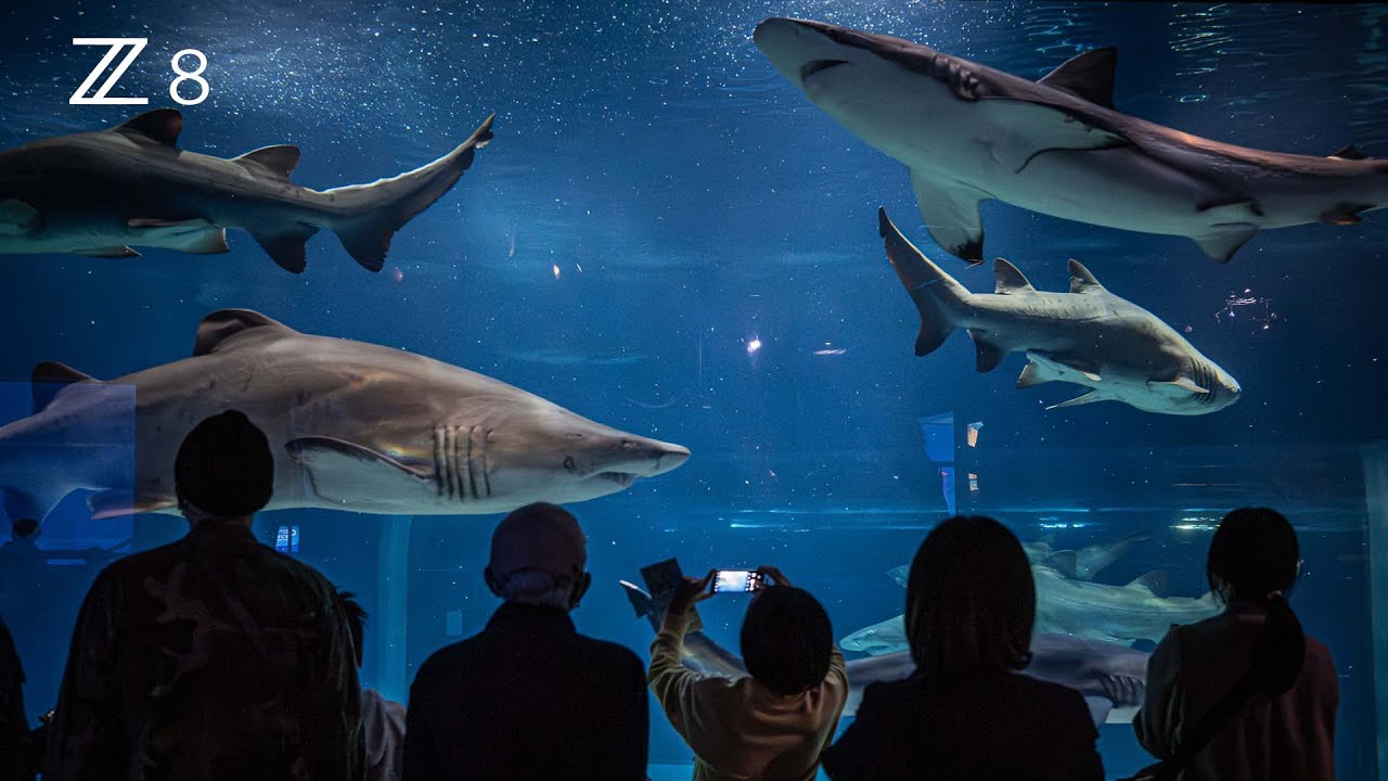 【大洗水族館】サメの飼育種類数日本一の水族館 ｜🇯🇵日本／茨城｜ Nikon Z8