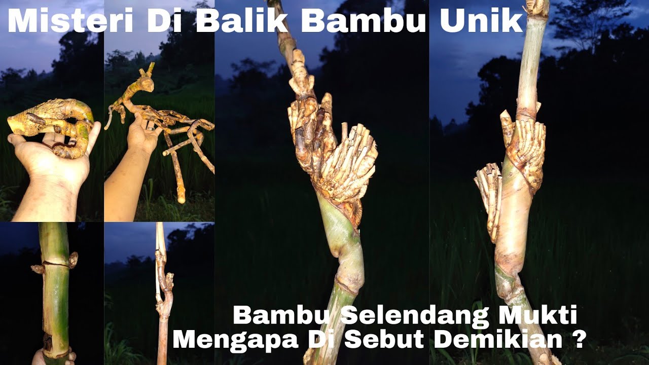 Gak Nyangka Bakal Dapat Bambu Unik Jalu Sulur Selendang Mukti Dan Bambu Unik Naga Satru Tameng Rogo