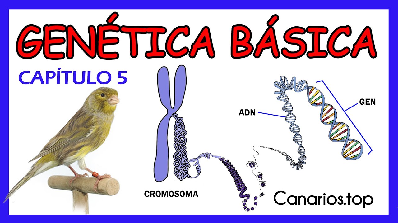 GENÉTICA BÁSICA EN CANARICULTURA | Introducción a la Canaricultura de Color.