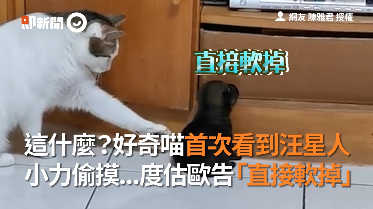 好奇喵首次看到汪星人 小力偷摸...度估歐告「直接軟掉」│寵物│貓咪｜猫｜ねこ│Pet│Cat│Kitten