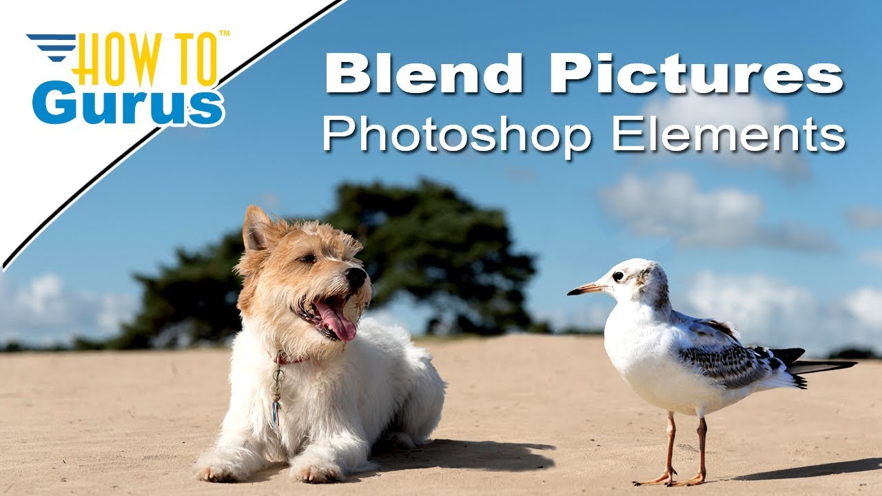 How You Can Use Photoshop Elements Blending Pictures - How to Combine Animals in Photo Tutorial