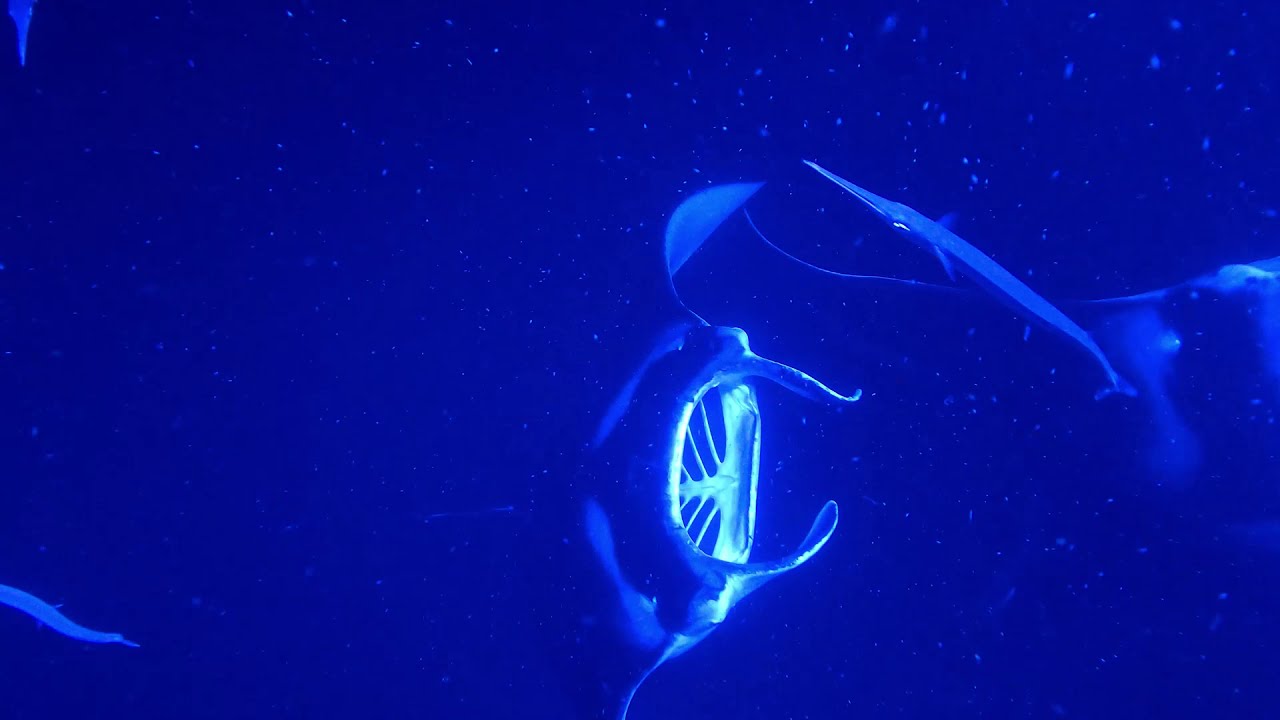 Manta Ray Night Snorkel in Hawaii