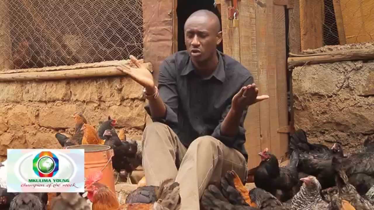 Mkulima Young Champion - Former journalist Sh 800,000 kienyenji chicken empire
