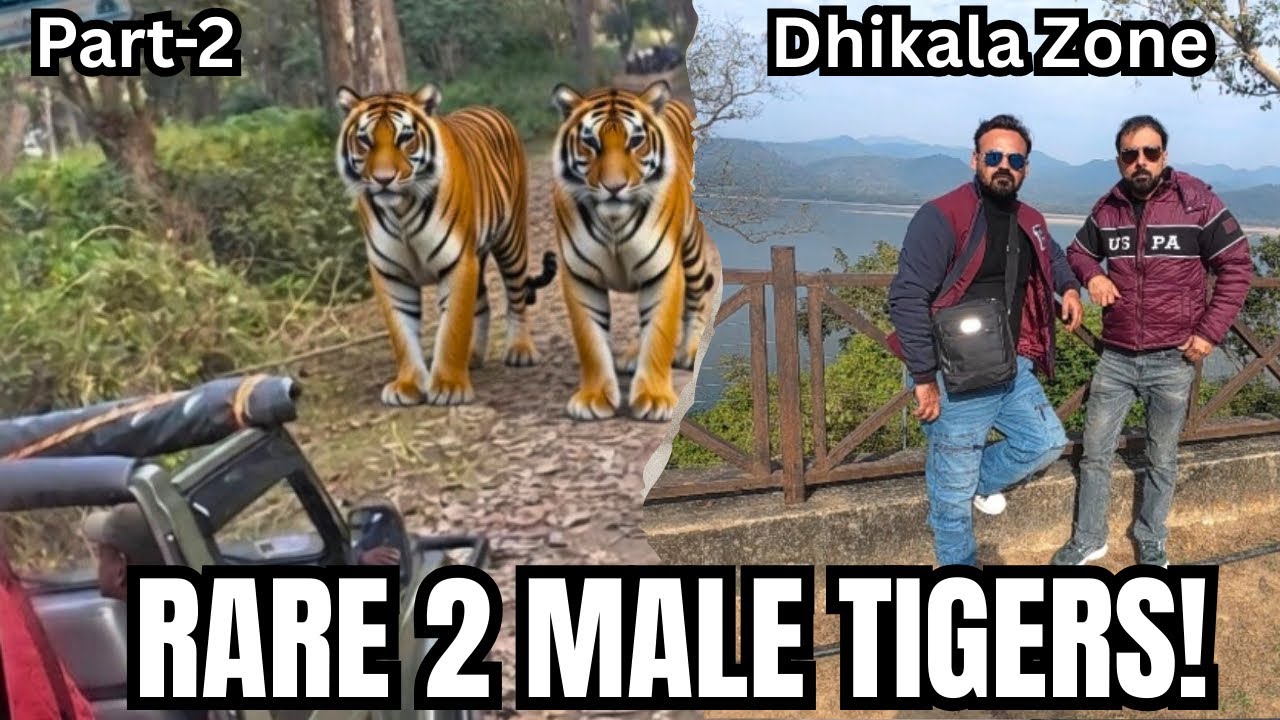 2 Male Tigers Spotted!TeamOnWheels ki Dhikala Canter Safari Part 2 |Epic Tiger Encounter Jim Corbett
