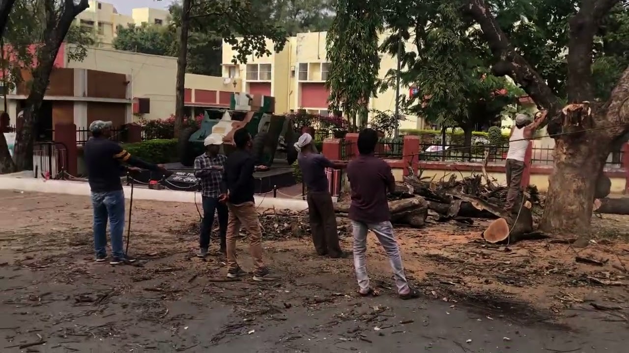 Safe tree cutting in urban area