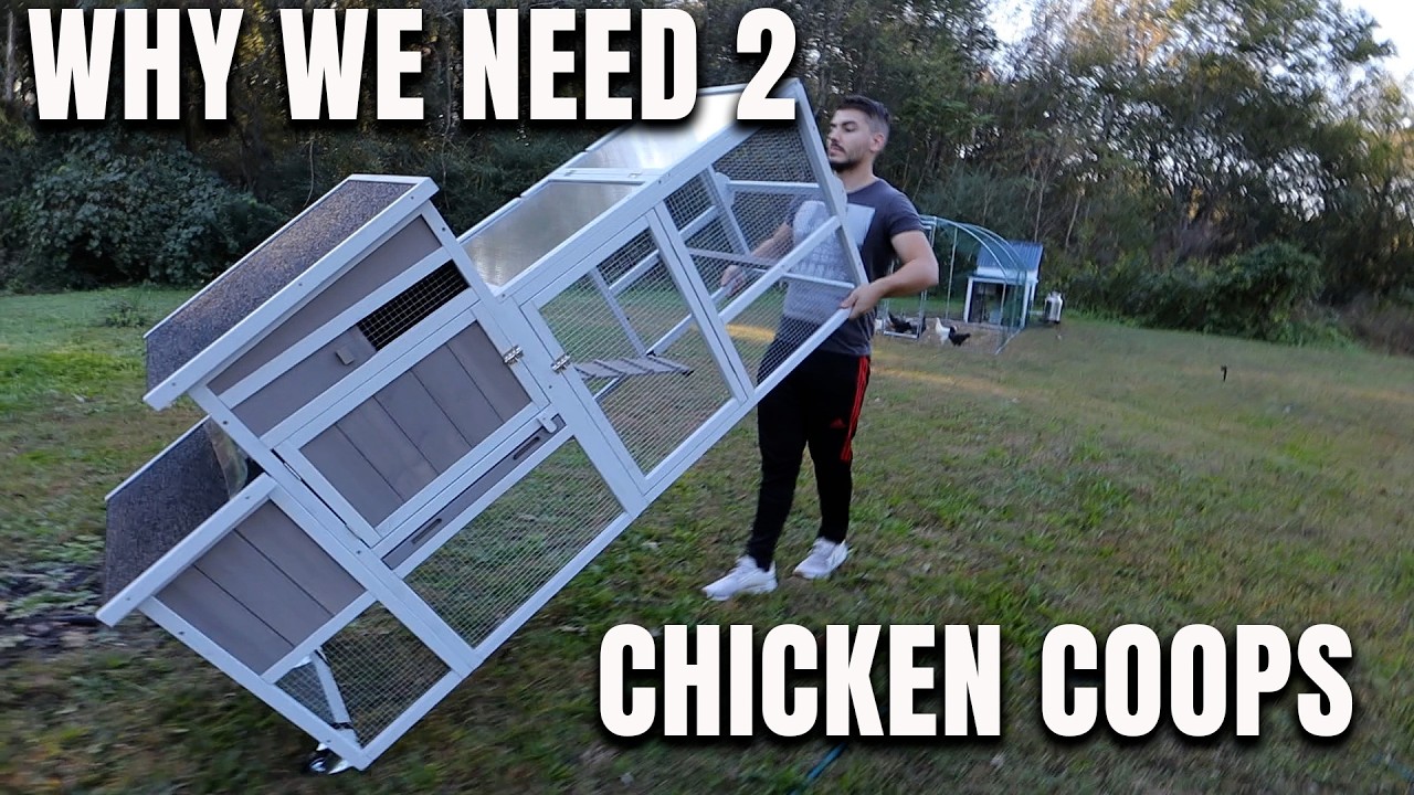 Why We Had To Build A 2nd Chicken Coop
