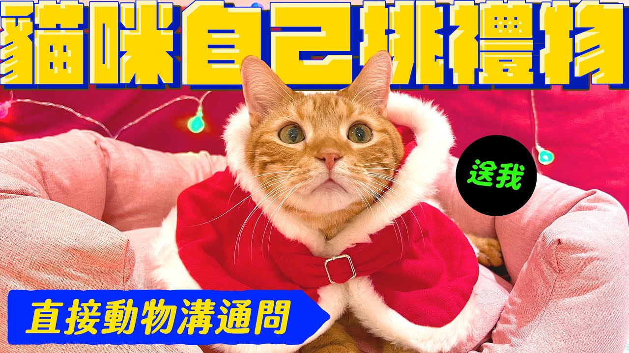 動物溝通問貓咪想要什麼聖誕禮物？親自拆禮物超爆笑｜宇宙猫咪🐾