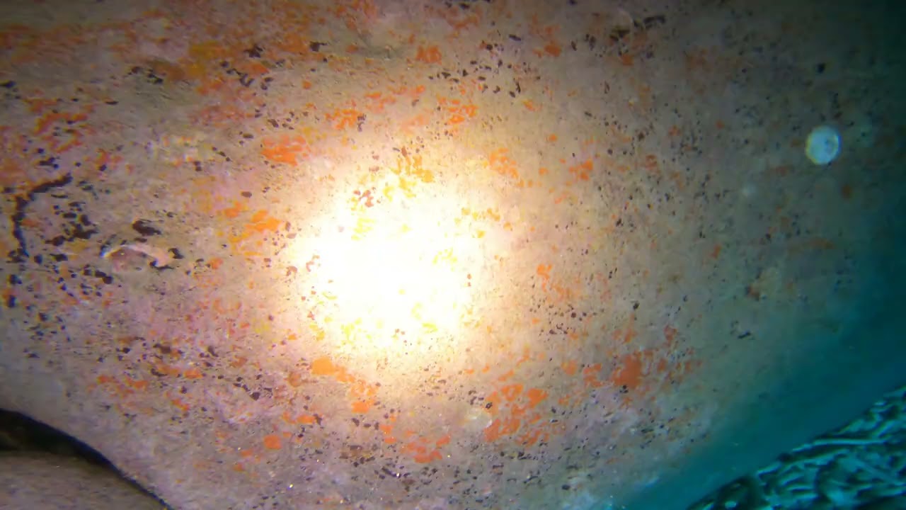 Divers Explore the World's Most Vibrant Underwater Ecosystem